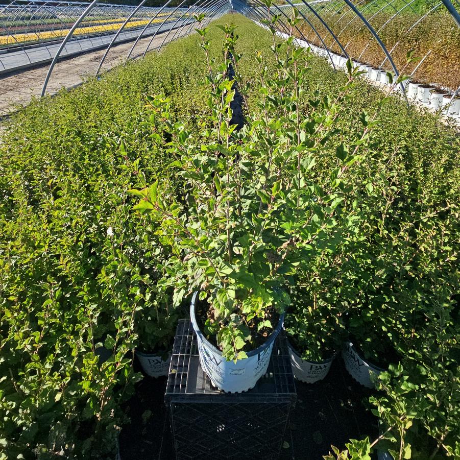 Syringa x Bloomerang® Dark Purple