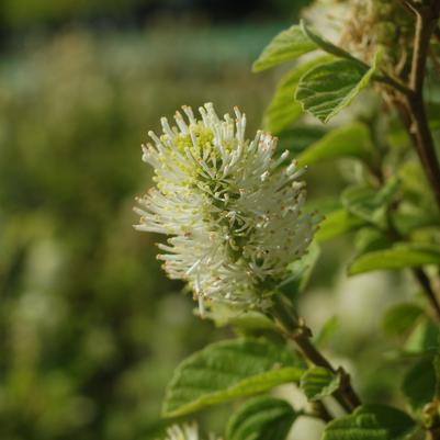 Fothergilla major 'Mount Airy'