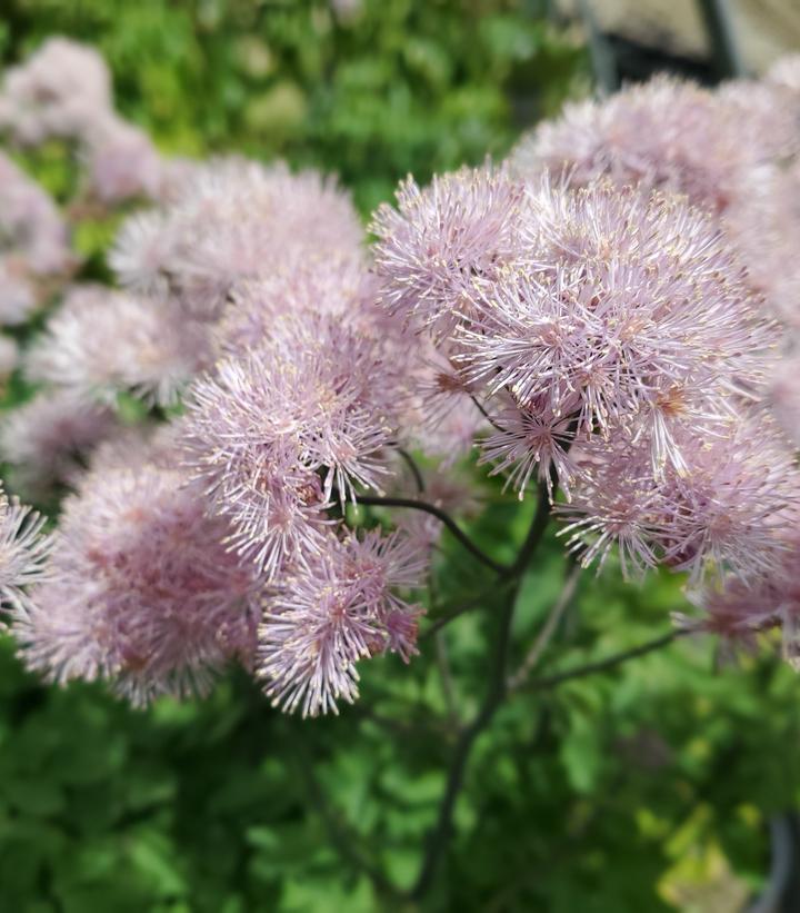 Thalictrum Nimbus™ Pink