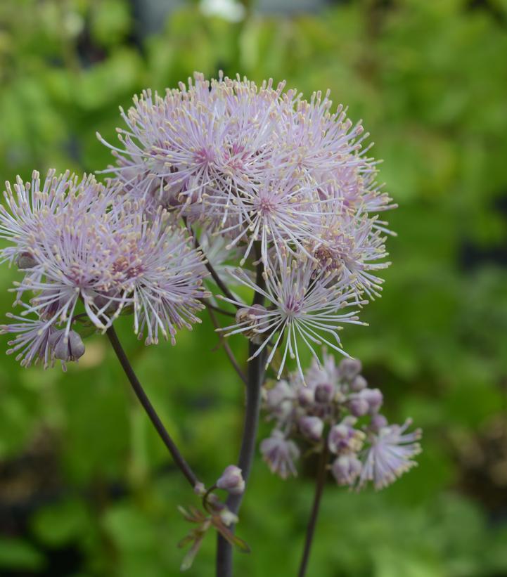 Thalictrum Nimbus™ Pink