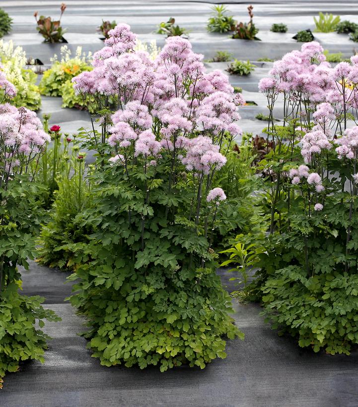 Thalictrum Nimbus™ Pink