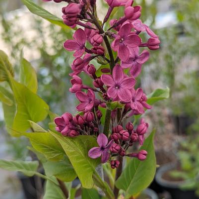 Syringa X hyacinthiflora Declaration