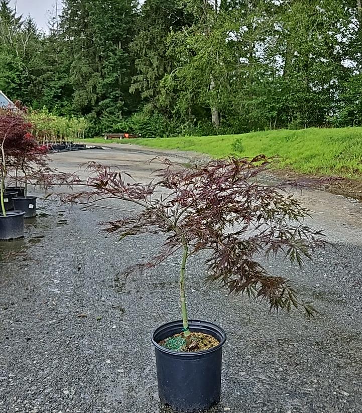 Acer palmatum dissectum 'Tamukeyama'