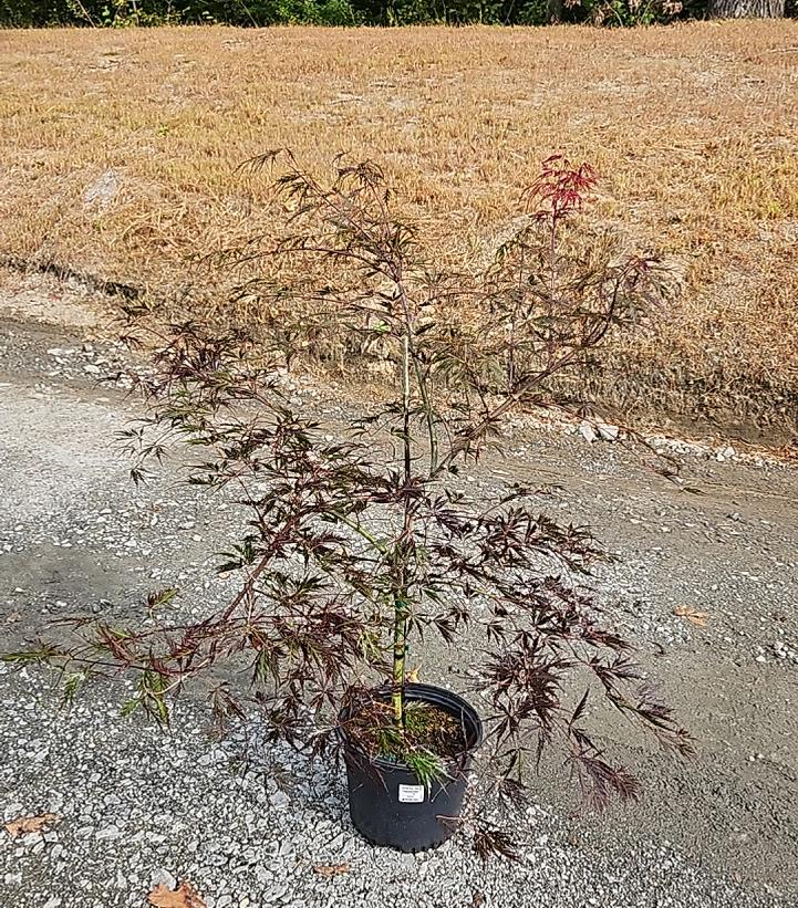 Acer palmatum dissectum 'Tamukeyama'