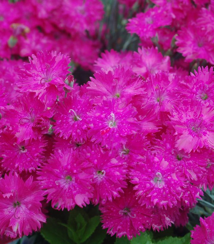 Dianthus Neon Star