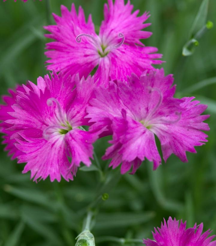 Dianthus Neon Star