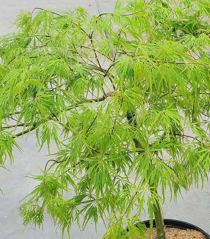 Acer palmatum dissectum 'Viridis'