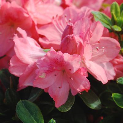 Azalea 'Blaauws Pink'