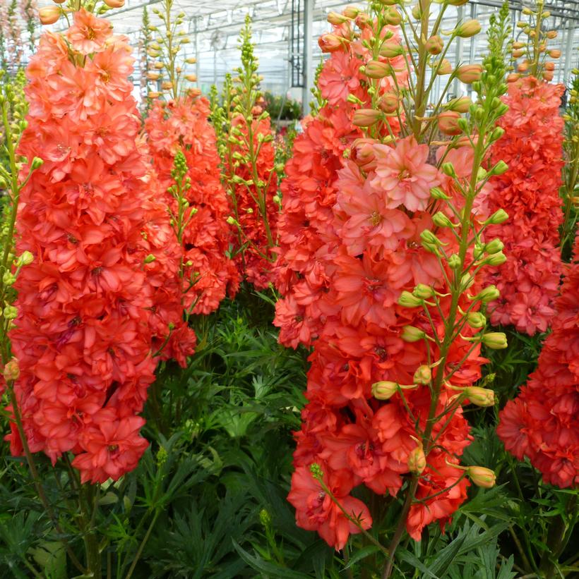 Delphinium 'Red Lark' 