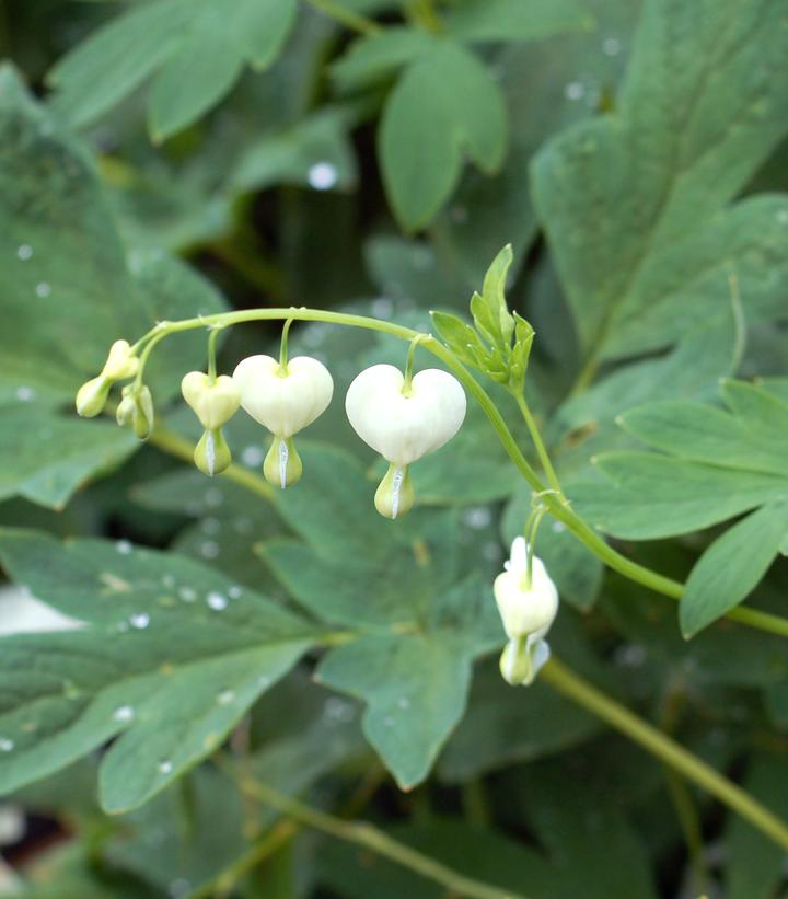 Dicentra spectabilis 'Alba'