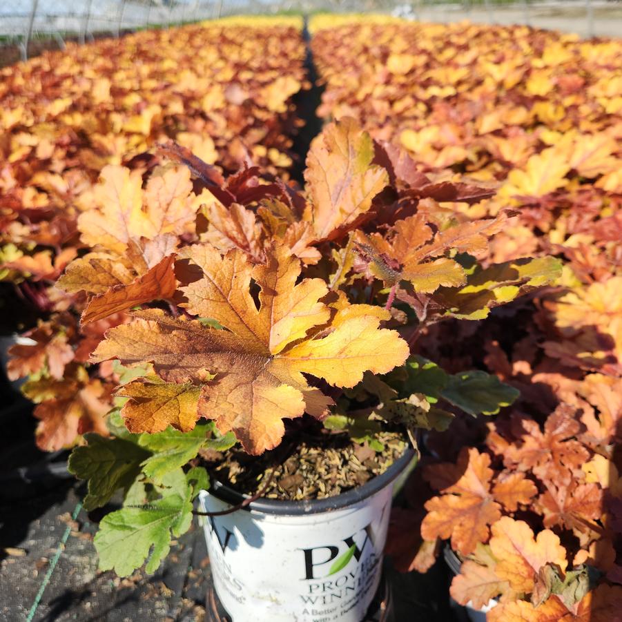 Heucherella hybrid Fun and Games® Hopscotch