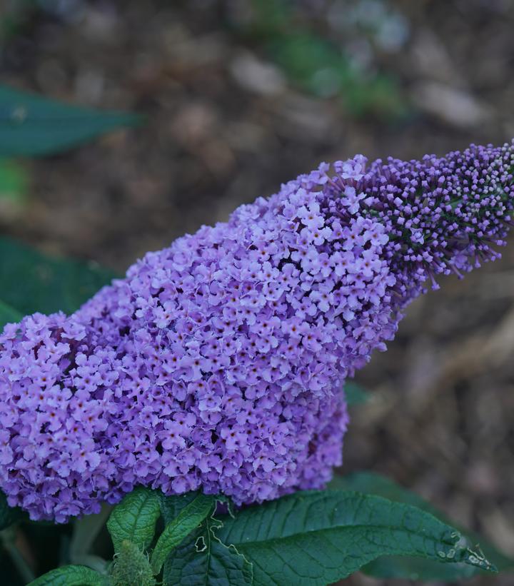 Buddleia x Pugster® Amethyst