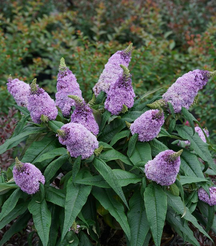 Buddleia x Pugster® Amethyst