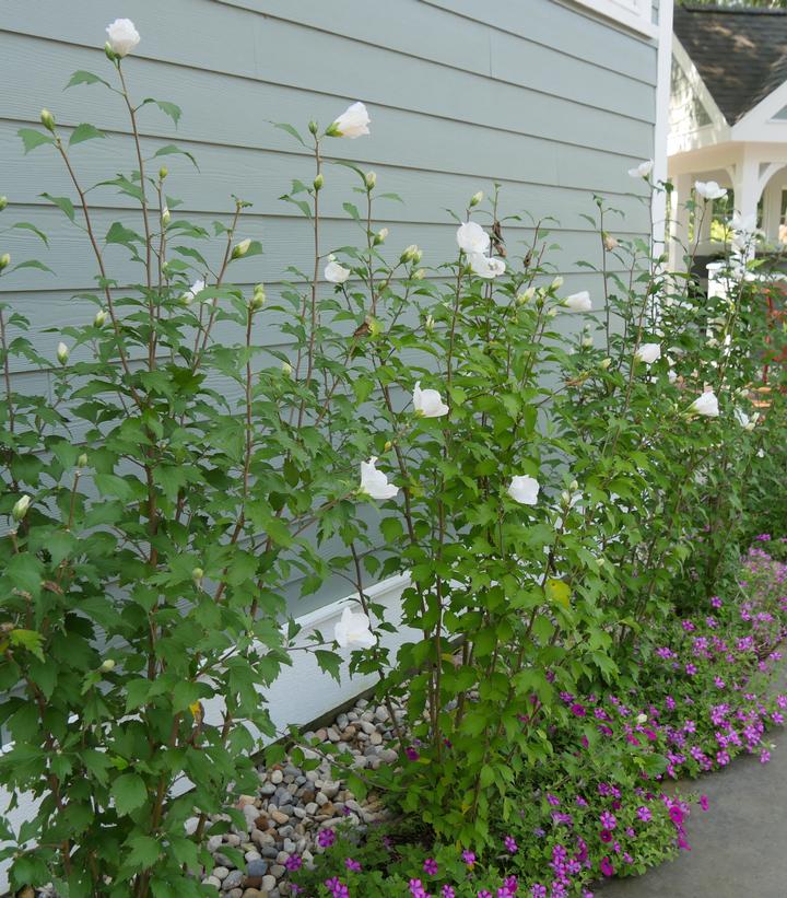 Hibiscus syriacus White Pillar®