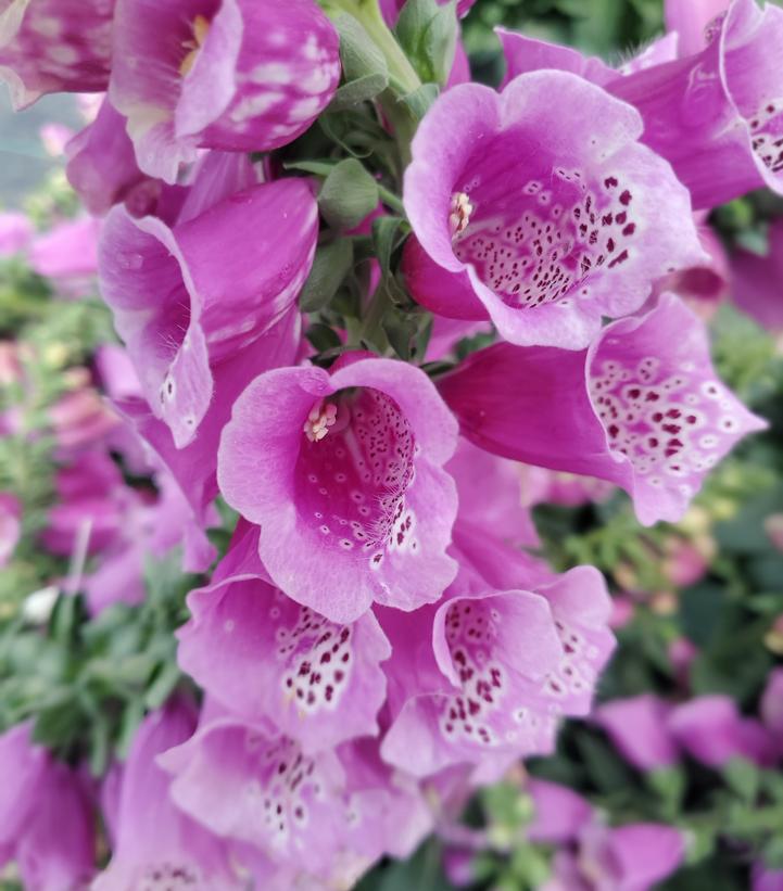 Digitalis purpurea 'Dalmation Purple'