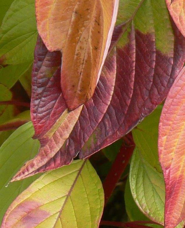 Cornus alba Neon Burst™