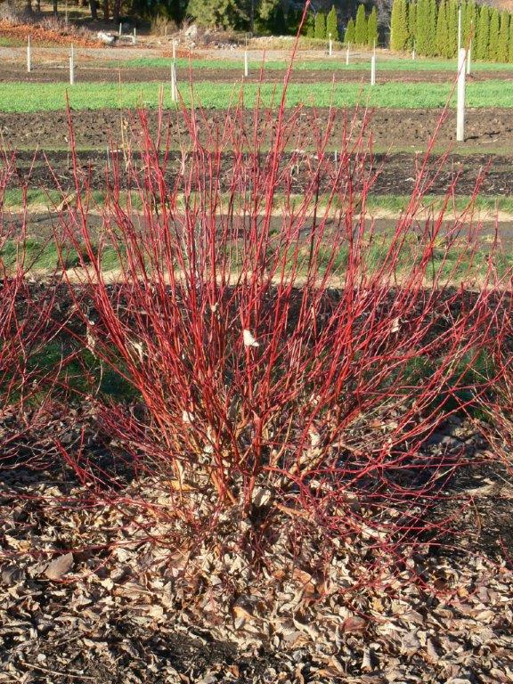 Cornus alba Neon Burst™