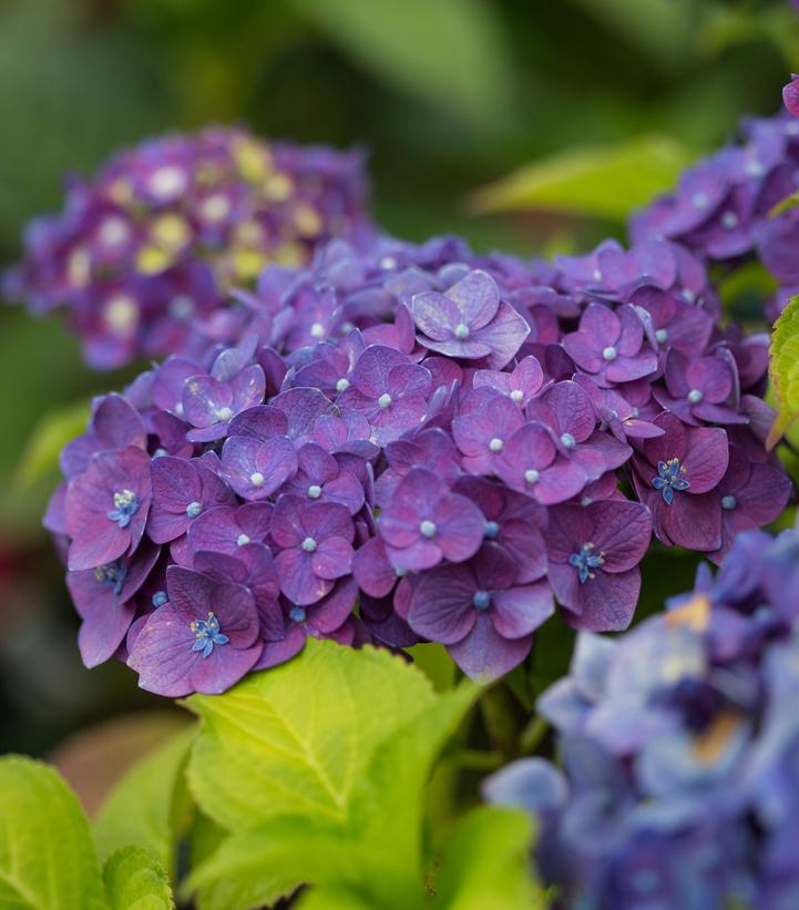 Hydrangea mac. Endless Summer® Summer Crush®