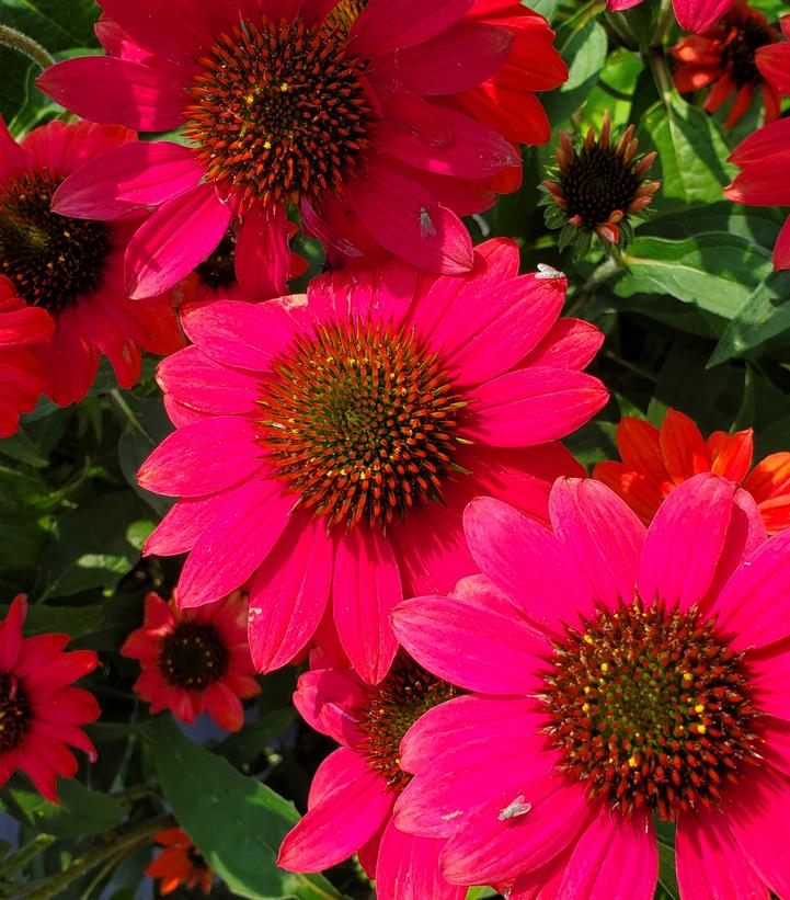 Echinacea x hybrid Sombrero® Tres Amigos