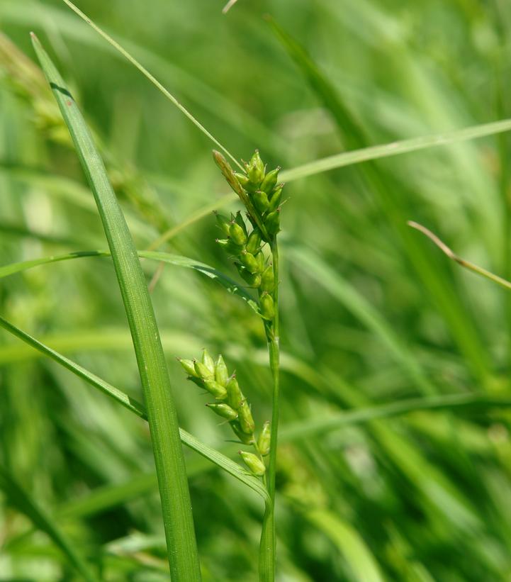 Carex amphibola 