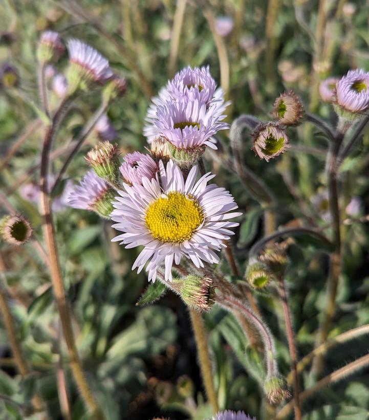 Erigeron pulchellus var. pulchellus 'Lynnhaven Carpet'