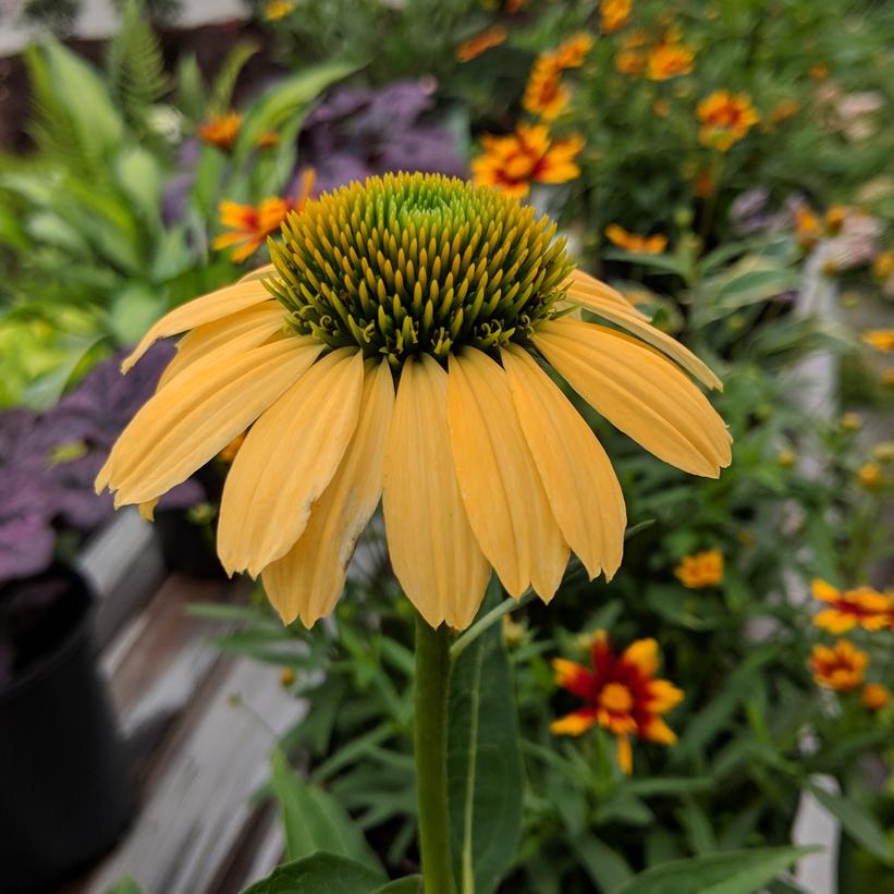 Echinacea purpurea 'Mellow Yellows'