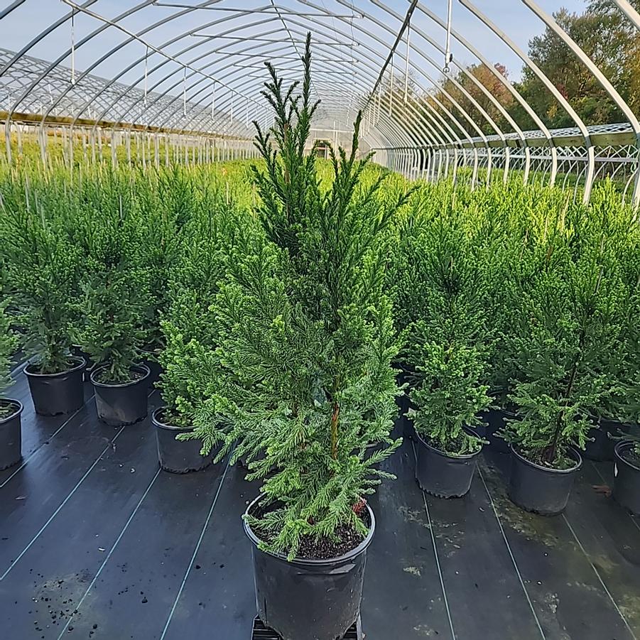 Cryptomeria japonica 'Black Dragon'