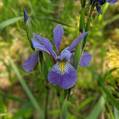 Iris versicolor 'Purple Flame'