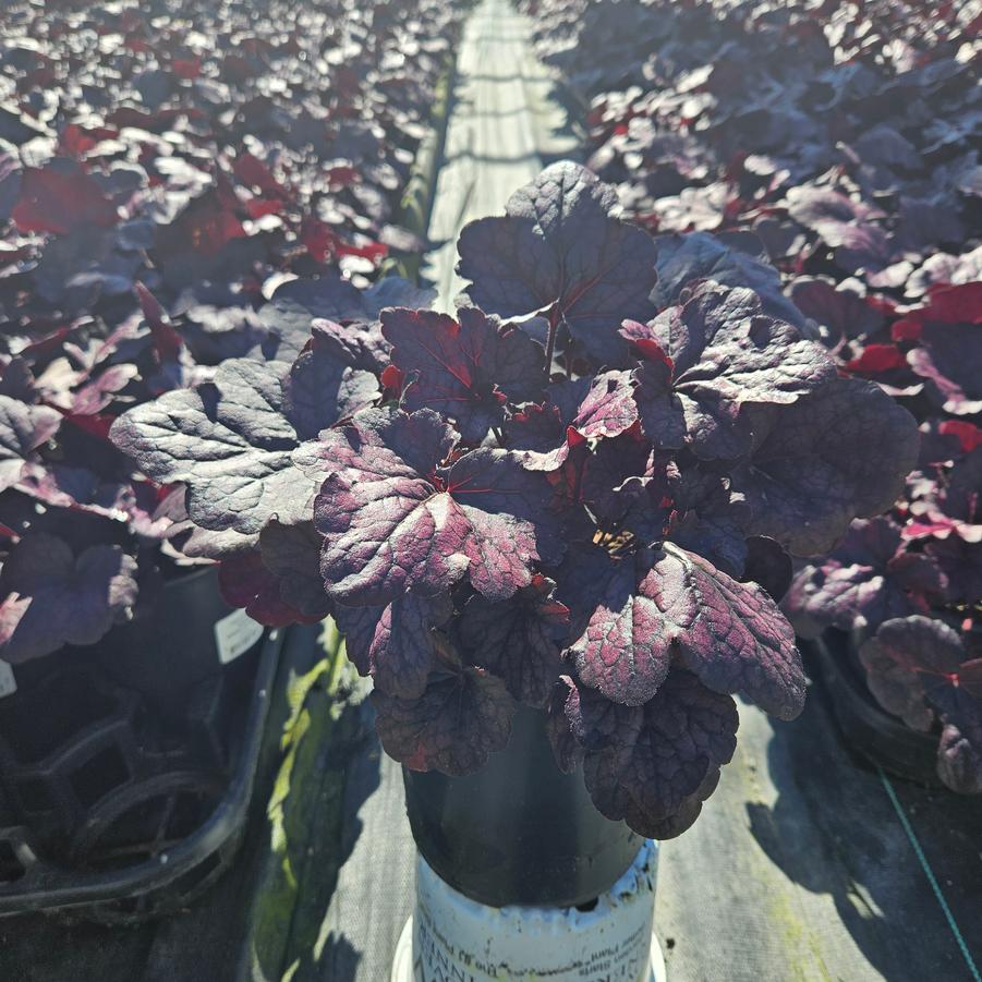 Heuchera Grape Expectations