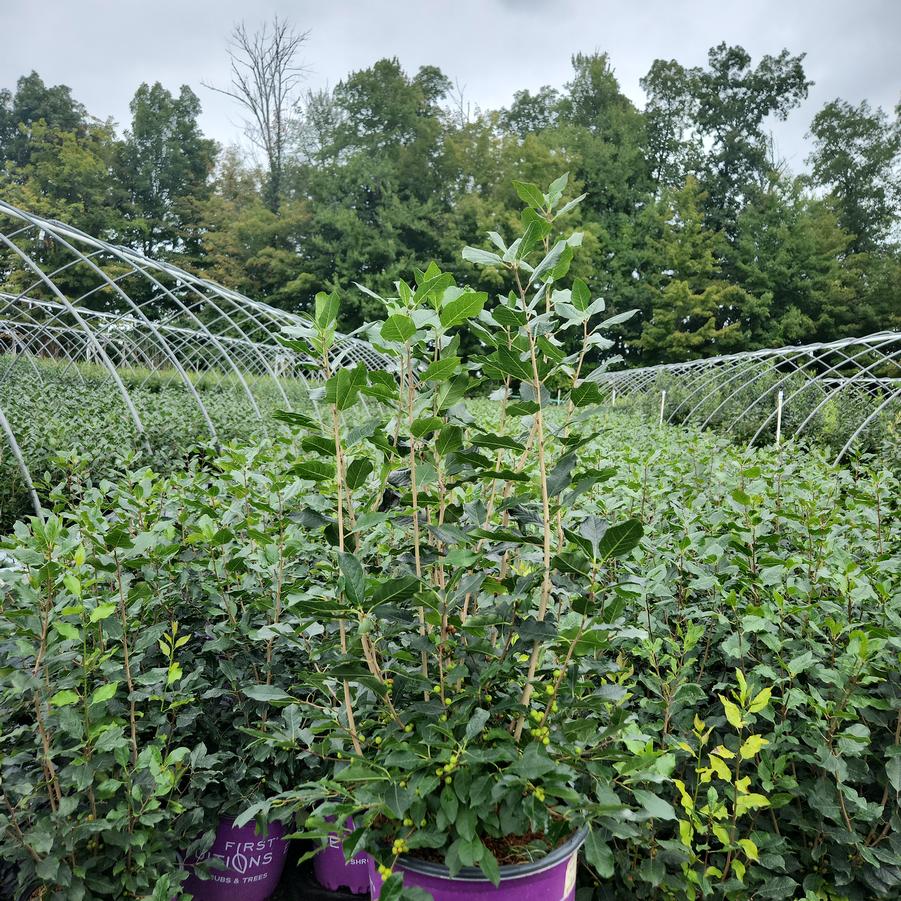 Ilex verticillata Wildfire™