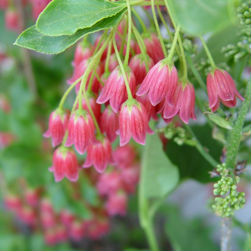 Enkianthus camp. 'Showy Lantern'