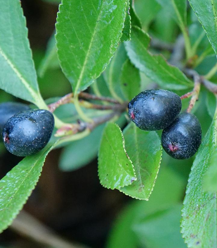 Aronia melanocarpa Ground Hug®