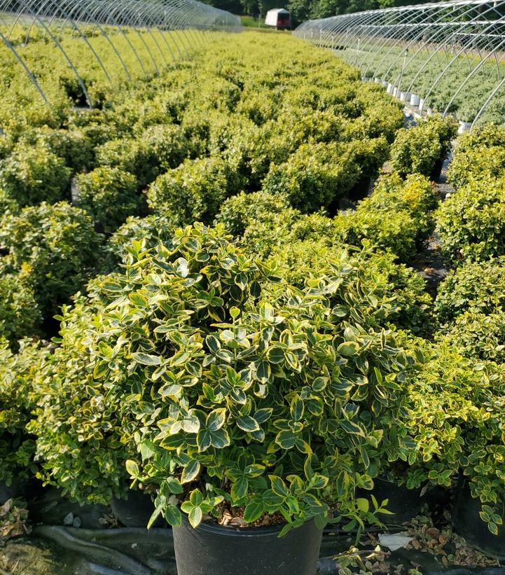 Euonymus f. 'Emerald 'n' Gold'