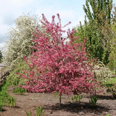 Malus X Royal Raindrops®