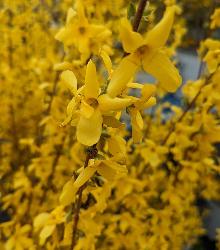 Forsythia X intermedia 'Lynwood Gold'