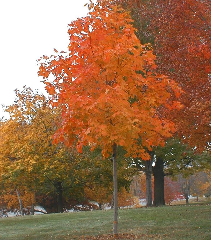 Acer saccharum Fall Fiesta