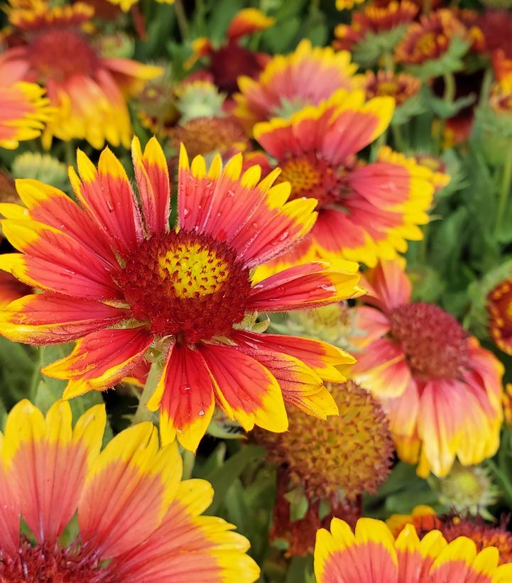 Gaillardia Arizona Sun