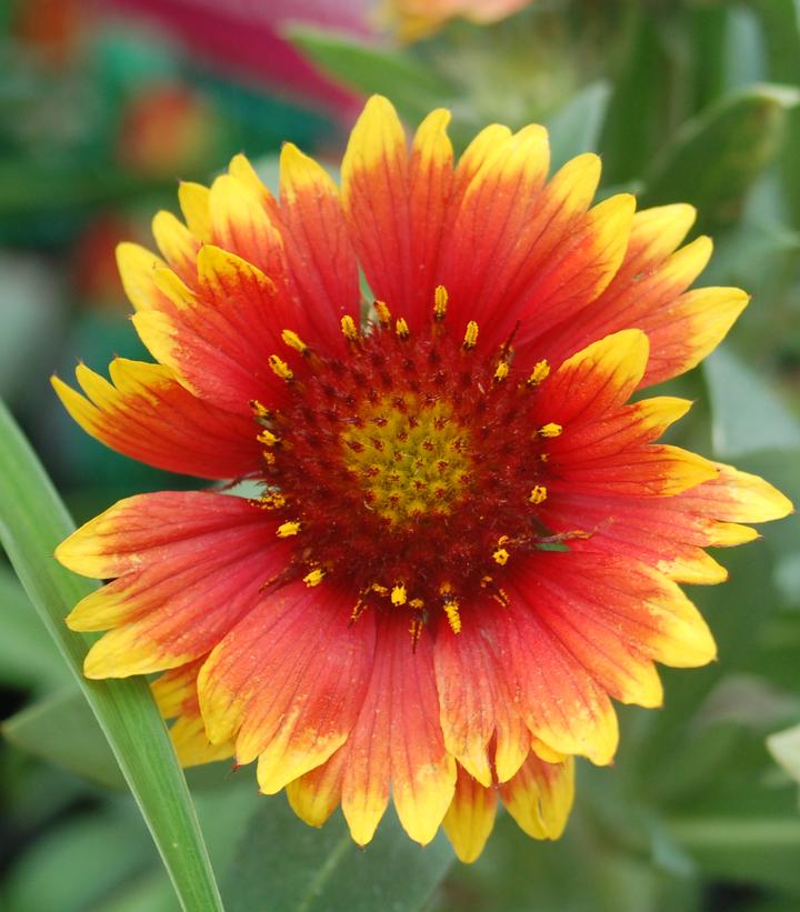 Gaillardia Arizona Sun