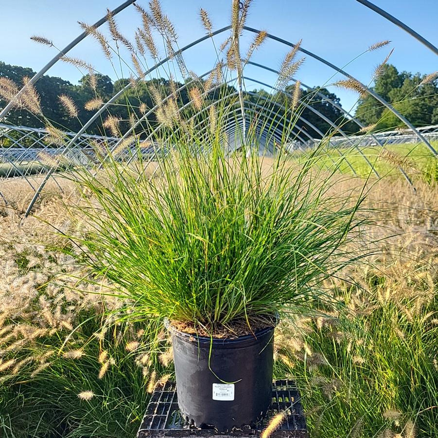 Pennisetum alopecuroides Hameln