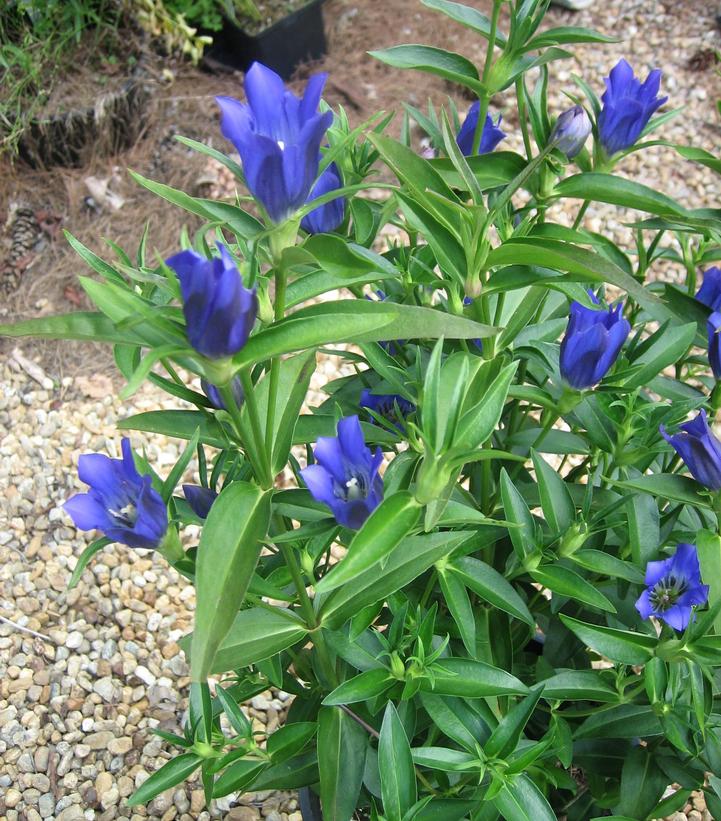 Gentiana True Blue