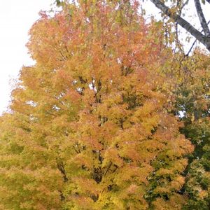 Acer saccharum 