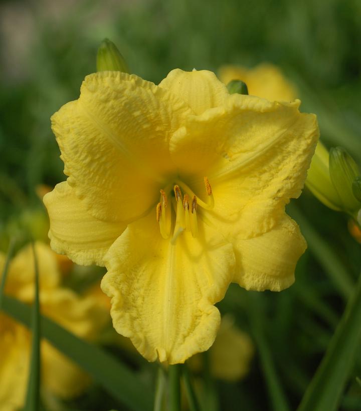 Hemerocallis Happy Returns