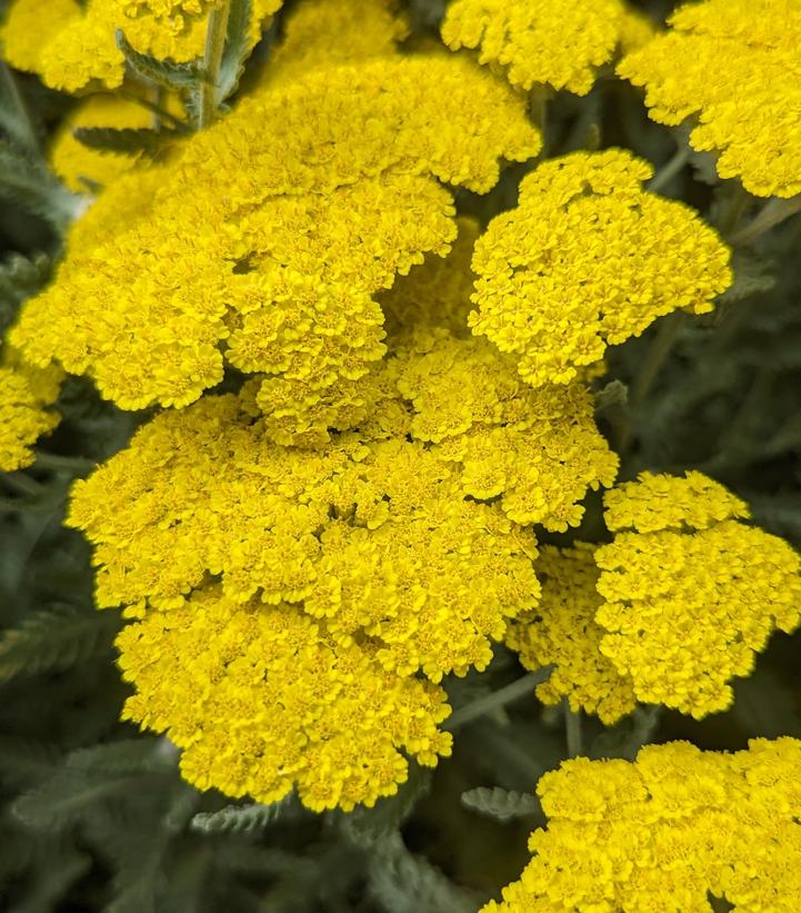 Achillea filipendulina Moonshine