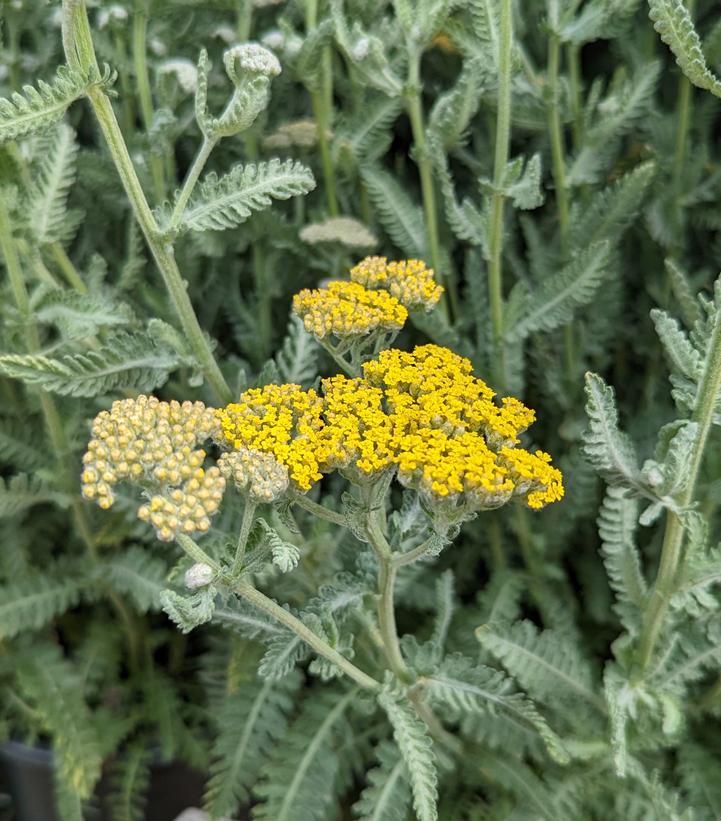 Achillea filipendulina Moonshine