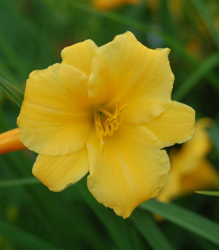 Hemerocallis Stella d'Oro