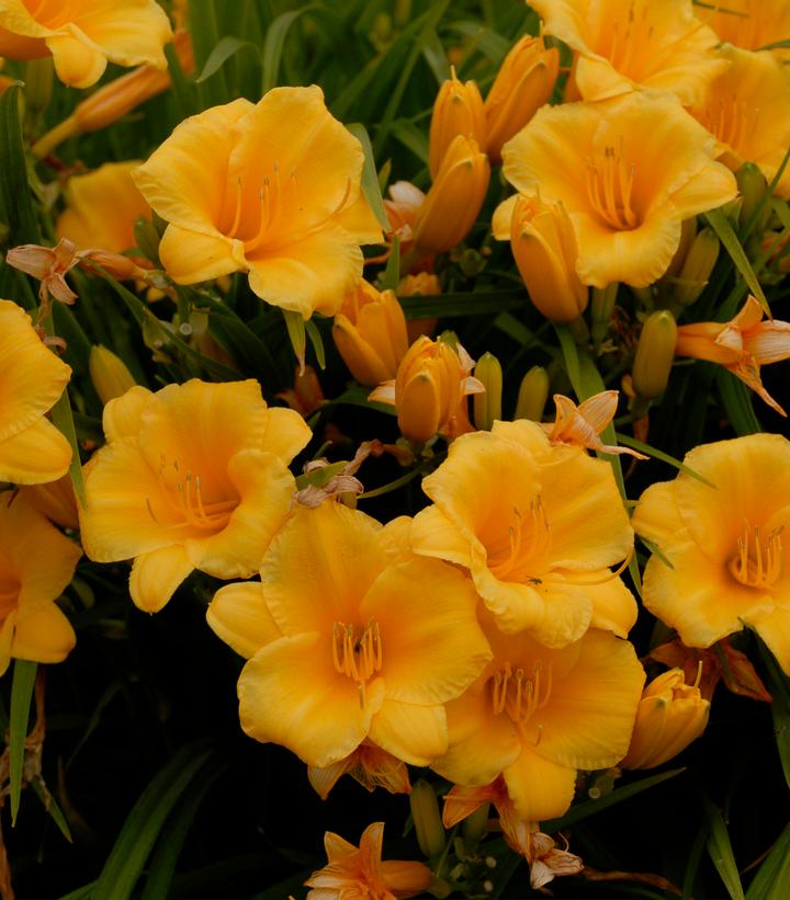 Hemerocallis Stella d'Oro