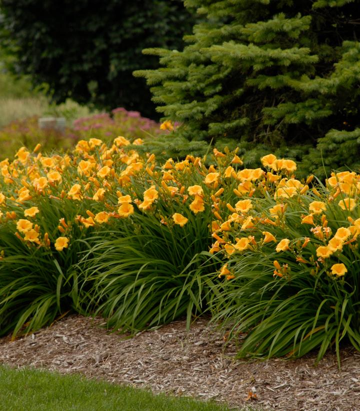 Hemerocallis Stella d'Oro