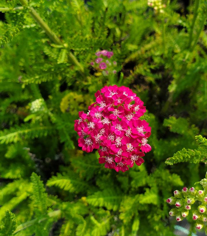 Achillea Pink Grapefruit