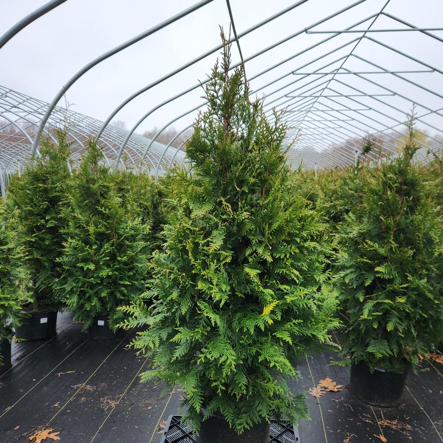 Thuja X 'Green Giant'