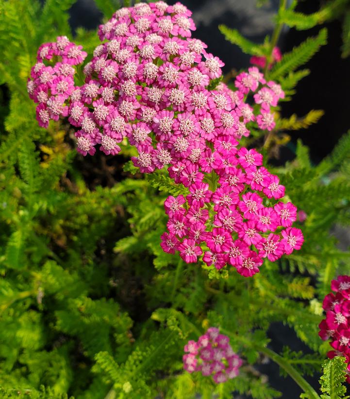 Achillea Pink Grapefruit